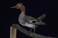 藏品(小水鴨)的圖片